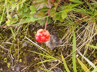 Hiking Sweden — Kungsleden